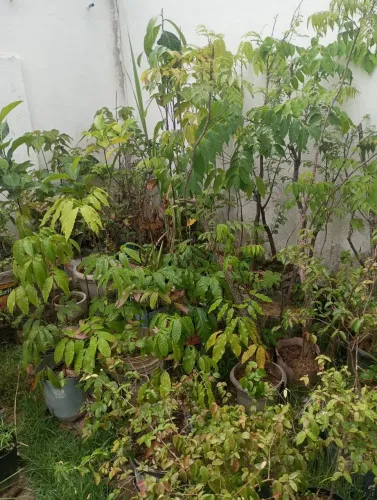 mudas de frutas
