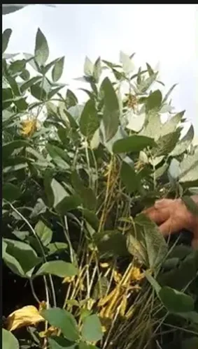 VENDE SE - FAZENDA - 600 HA - PRODUZINDO MILHO E SOJA