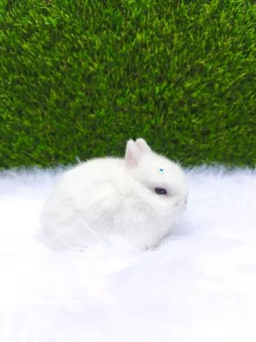 Coelho anão (Netherland Dwarf)
