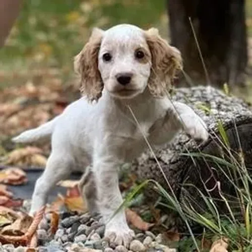 Cocker Spaniel,Cocker Spaniel Filhote Disponível Alta Qualidade