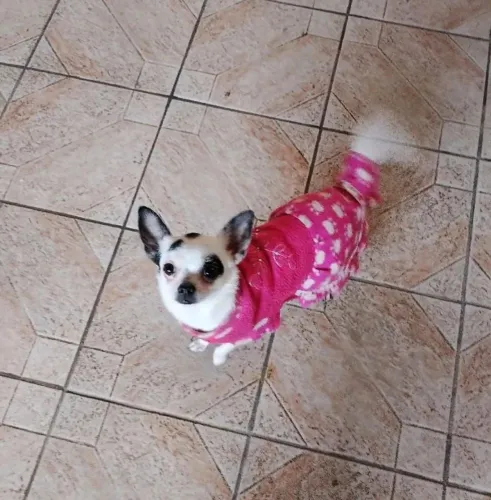 Chihuahua Fêmea pelo Curto com 1 ano - Não está castrada