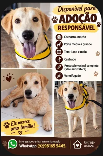 Doação cachorro grande