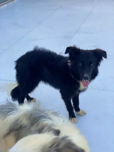 Border Collie Alto padrão! 7 meses. Todo vacinado, fora de risco!