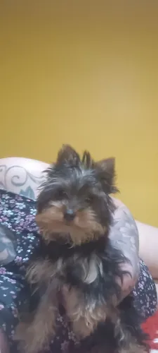 Yorkshire Mini