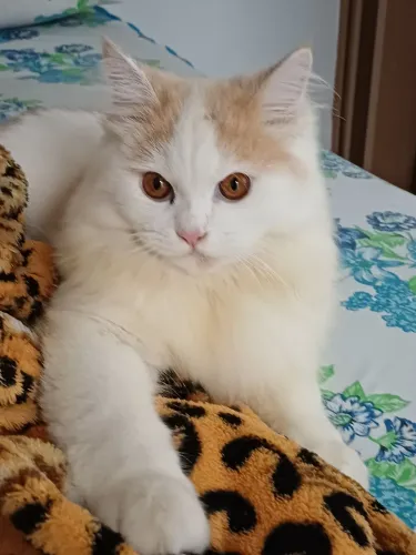Procuramos uma gata persa 