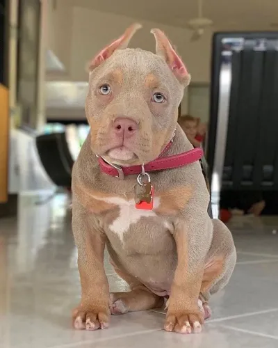 American Bully - Um Pequeno Notável De Quatro Patas 