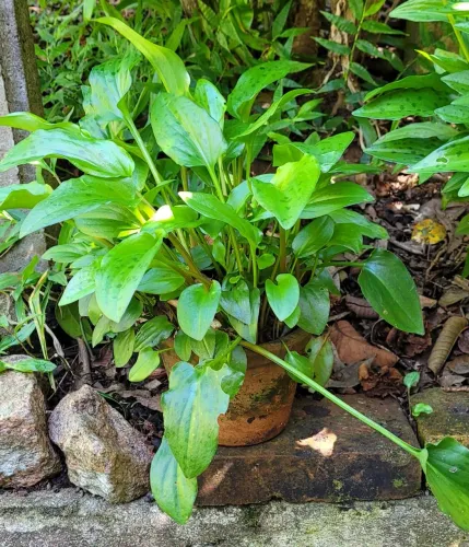 Planta Orelha de Leopardo (Drimiopsis maculata)