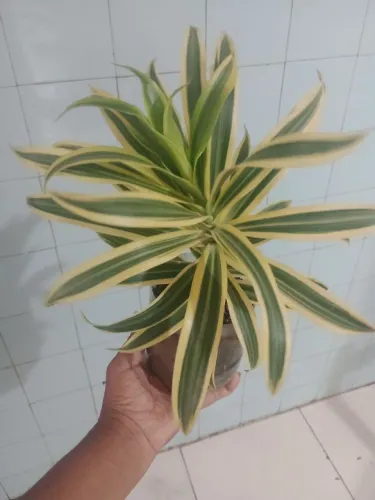 PLANTAS DIVERSAS