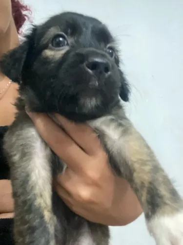 Cachorro para adoção 