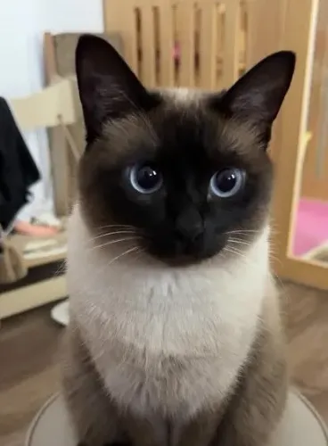 Procuro hotel de gatos ou petsitter