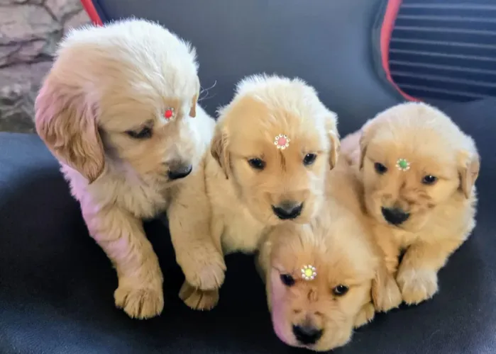 Golden Retriever, microchipados e pais com pedigree