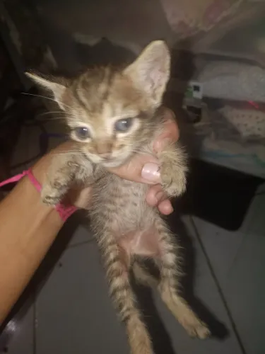 Doação de gatos fêmeas 