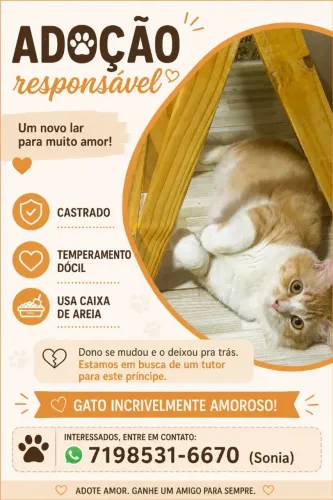 Gato dócil para adoção