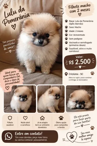 Lulu da pomerania
