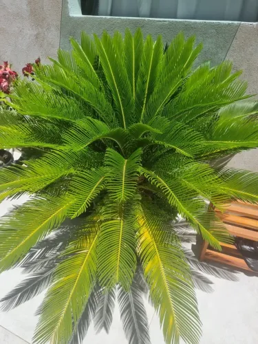 Planta Cica