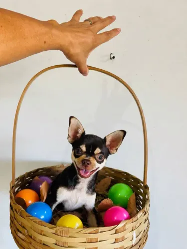Chihuahua