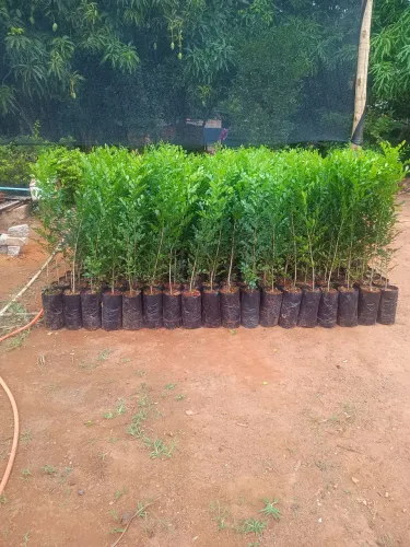 Murta de 80cm de altura
