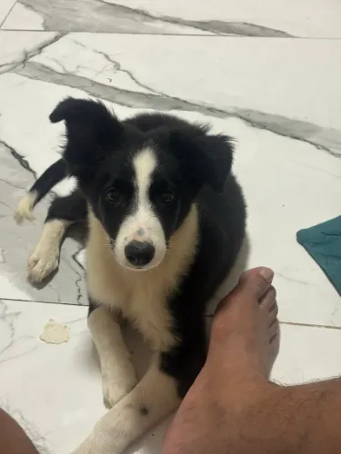 Vendo filhote do cachorro mais inteligente do mundo