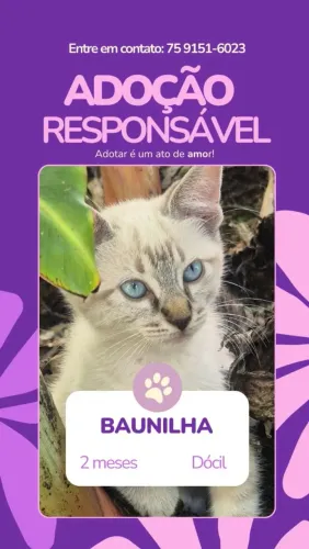 Lindos filhotes de gato para adoção