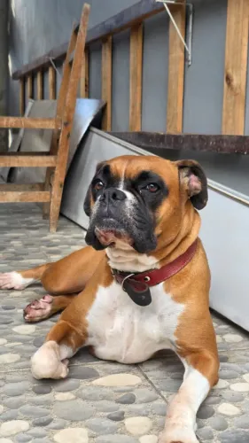 Procuro macho para cruzar- Boxer
