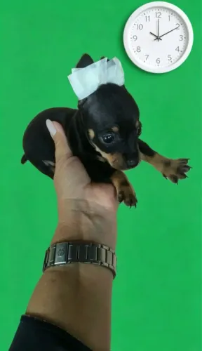 Pinscher 