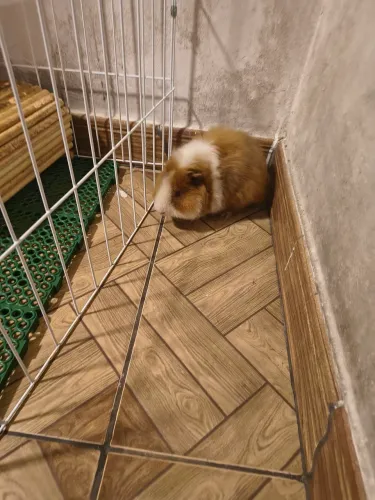 Doacao porquinho da índia