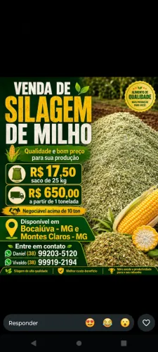 Silagem de Milho 