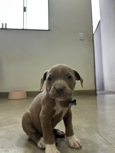 Fêmea Pit Monster com Pedigree, 1ª Vacina Importada e Vermifugada