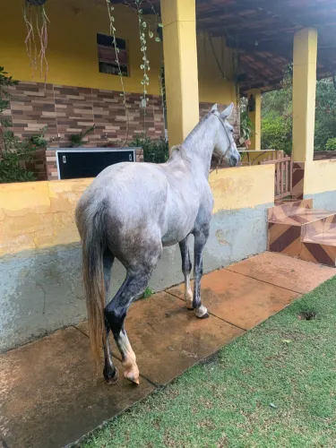 Égua