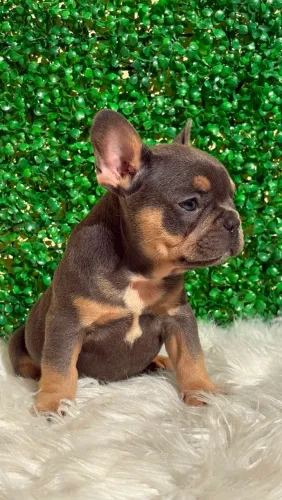 Buldogue francês