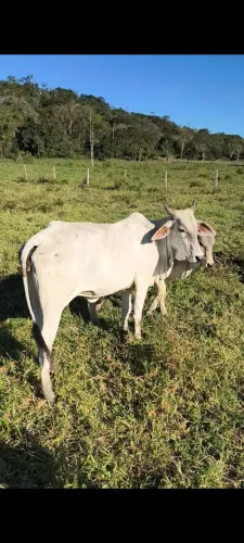 Lote 3 em 1, vaca parida e prenha !