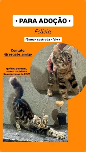 Gata maravilhosa felv+