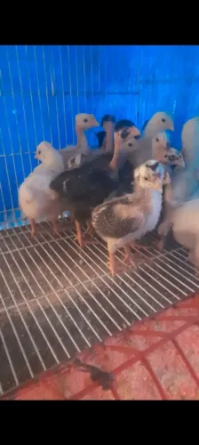 Pitinhos pintos Caipira melhorado grandes  porte 