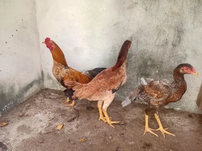 01 frango e 2 frangas caipira