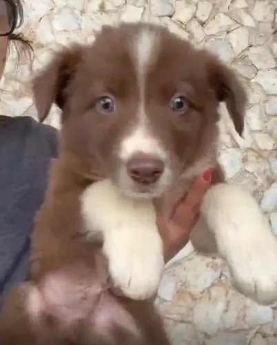 Border collie inteligente