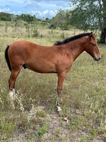 Potro top pra venda