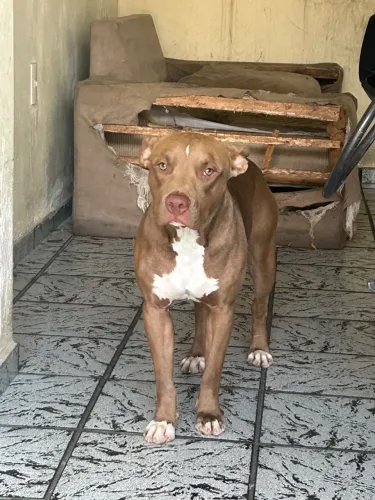 DOAÇÃO RESPONSAVEL PITBULL
