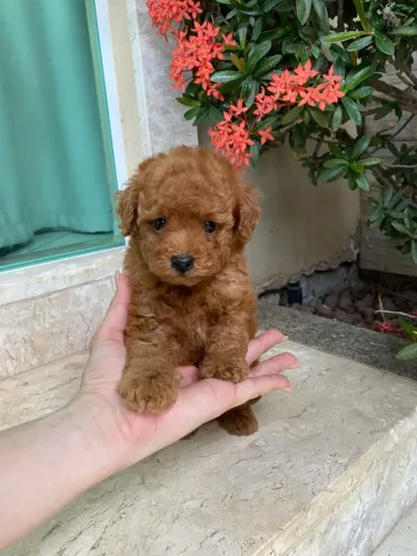 Filhotes de Poodle Red com pedigree