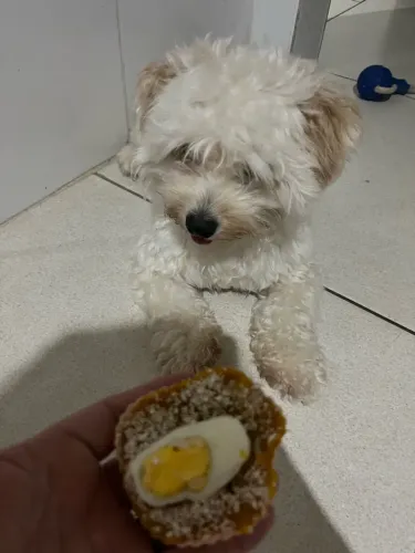 Cachorro