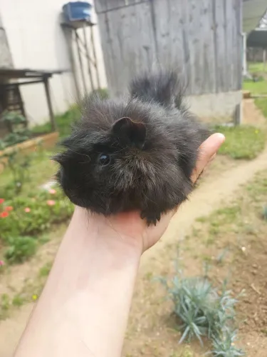 Porquinho da india e mini Coelho