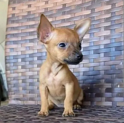 Pinscher machinho
