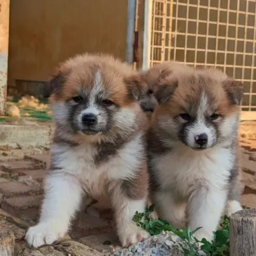 Akita Inu,Akita Inu Filhote Selecionado Alta Procedência