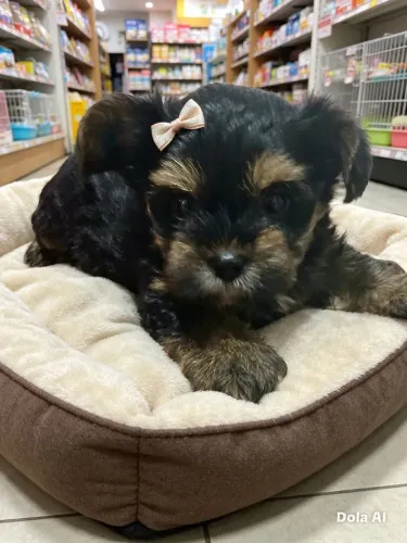 Yorkshire Terrier 