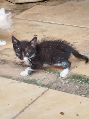 Doação de gatinhos