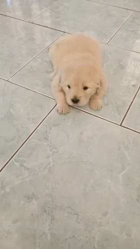 Golden Retriever 