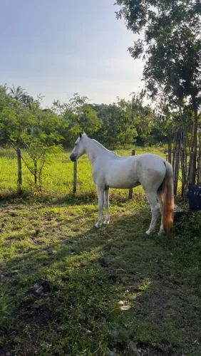Cavalo manga larga