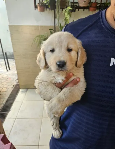 Filhotes de Golden Retriever