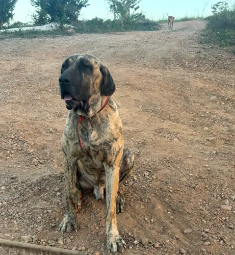 FILHOTE FILA BRASILEIRO