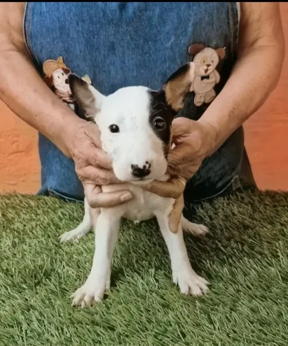 Bull terrier inglês *