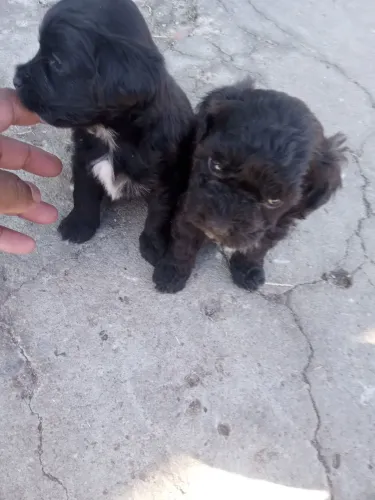 Vendo cachorro ? raça shih Tzu